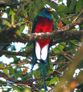 Quetzal1