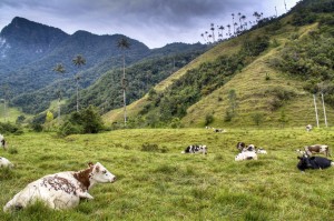 Cows at the Cocora Valley