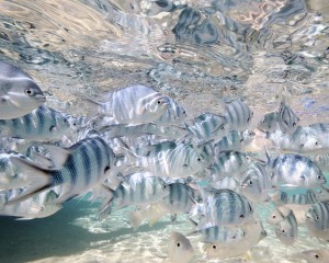 Tropical Fish Off The Coast Of Aitutaki