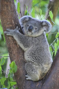 Climbing koala