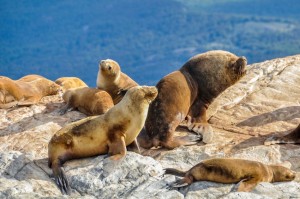 A family of sea lions basking in the sun at the Beagle Channel, Tierra del Fuego