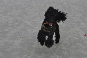 My own "flying" dog