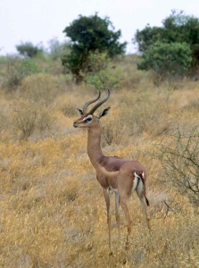 Gerenuk at Meru NP. Photo courtesy Kenya Wildlife Service