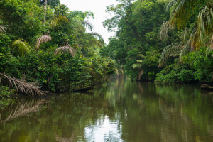 View over the canals and jungle of Tortuguero during a canal boat trip to spot wildlife, Costa Rica.