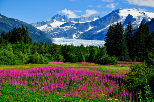 Mendenhall Glacier Viewpoint with Fireweed in bloom