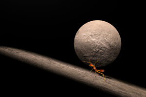 Ant carrying a rock