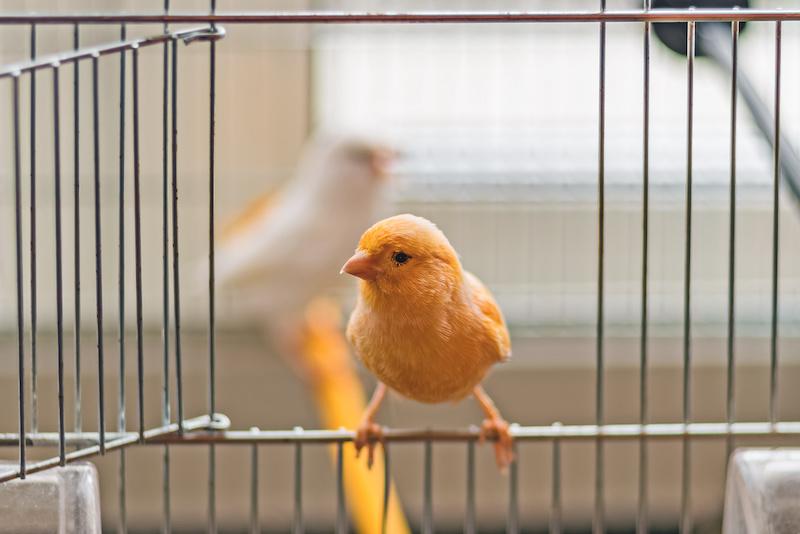 Canary in a Cage