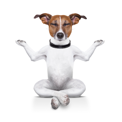 yoga dog sitting relaxed with closed eyes