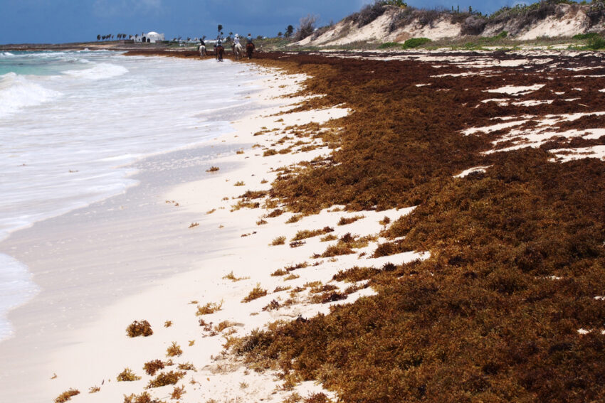 Sargassum seaweed on Florida’s beaches