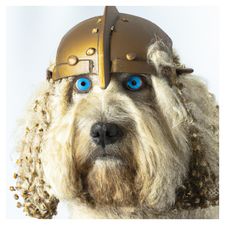 AI Generated image of a viking poodle