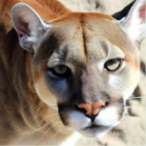 AI Generated image of mountain lion