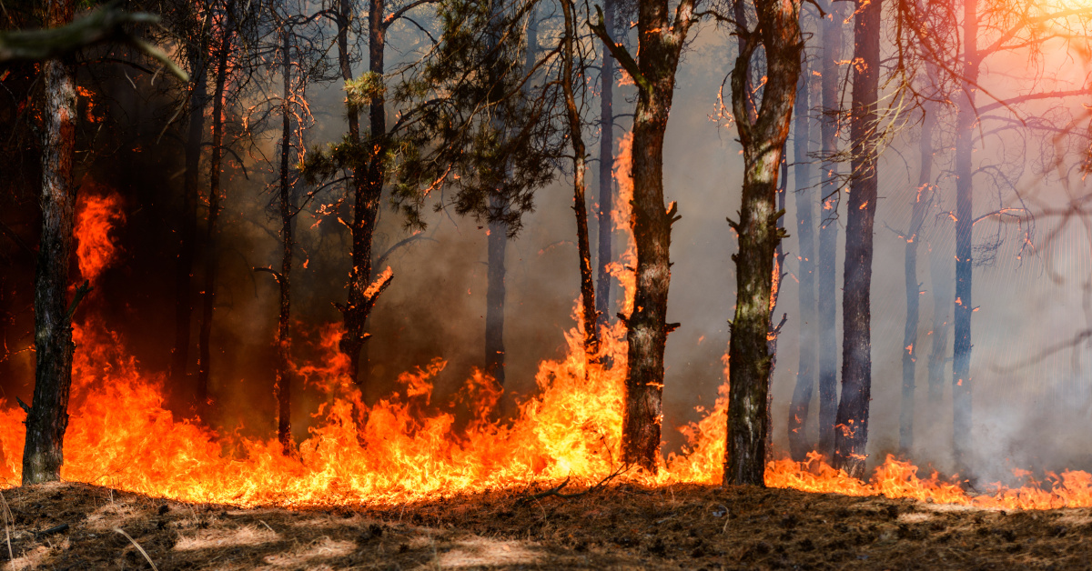 Stock photo of wildfire in forest