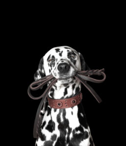 Dalmation dog holding a leash in its mouth