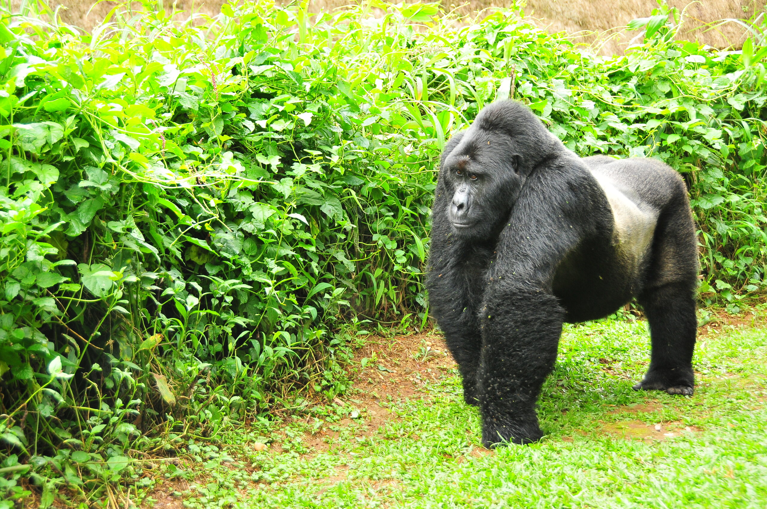 Uganda-gorilla in Bwindi Impenetrable Forest