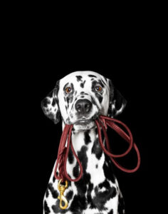 Dalmation dog holding a leash
