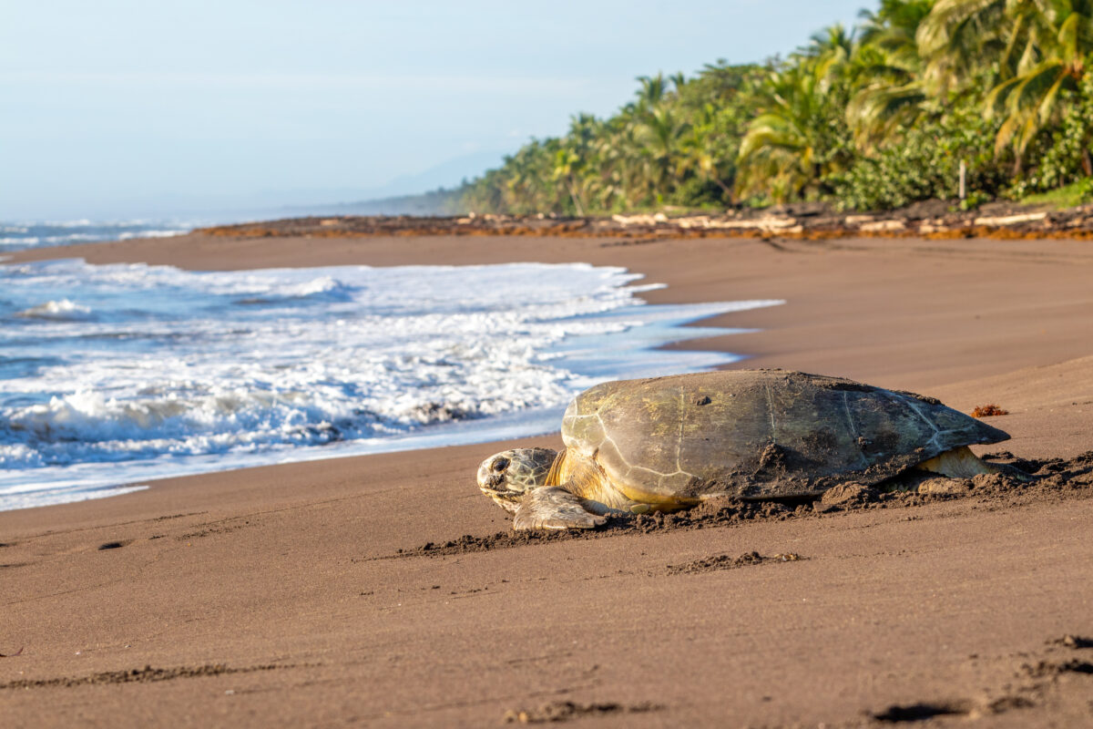 Green turtle on beach in Tortuguero, Costa Rica | © Kenneth Vargas