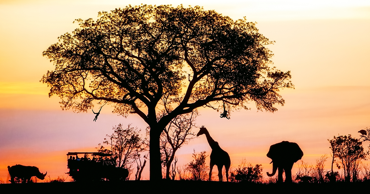 Silhouette of African safari